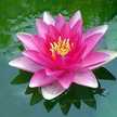 Lili Castellanos