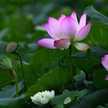 Eny Indri Astuti