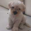 Renzo