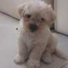 Renzo