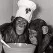 Ape’s Kitchen