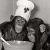 Ape’s Kitchen