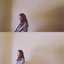 Brianne Puput