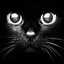 BlackCat