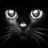 BlackCat