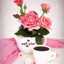 Siham Siham