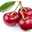 Sweet Cherry