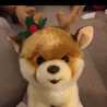 Jimboo