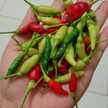 Sakireionna (selvianggraini)