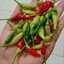 Sakireionna (selvianggraini)