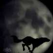 Howler Moon