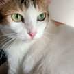 Anshab