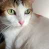 Anshab