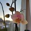 الهام