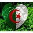 جزائرية و أفتخر