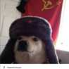 Tomas