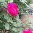 Bushra Khan
