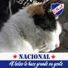 Faby Tricolor