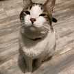 Ambi