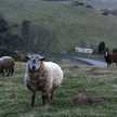 sheepea