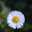 Dandelion Dandelion Dandelion Dandelion