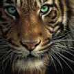 Tiger Ahmed