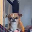 Angry Pug