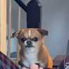 Angry Pug Angry Pug