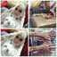Trie Tuttriee Yani'zz