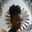 Micaela Pegues