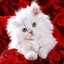 Mishmisha Yassin Mohmed