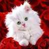Mishmisha Yassin Mohmed