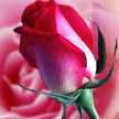 Dhwani Mankad