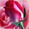 Dhwani Mankad