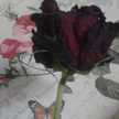 ♥Enas♡