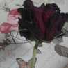♥Enas♡