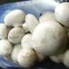 Wema Mushrooms Wema Mushrooms