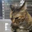 Nanzzy The cat-feeder