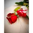 Fateme Gharibzade