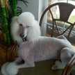 poodleparent