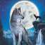 lobo solitario