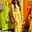 Helly Unadkat