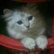 Walaa Ali