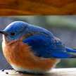Fatbird
