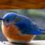Fatbird