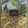 Ian Bollschweiler Vargas