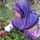Salsabila Salsabila