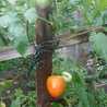 Diary dan Resep