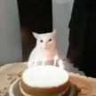 Michi xd