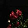 Asmaa Ghonim